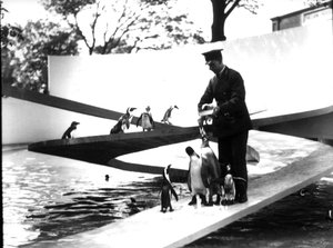 Lubetkin Penguin Pool, januar 1934 av Frederick William Bond